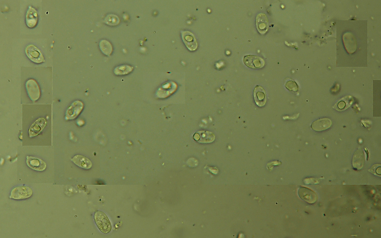 Miniera di Gambatesa 35